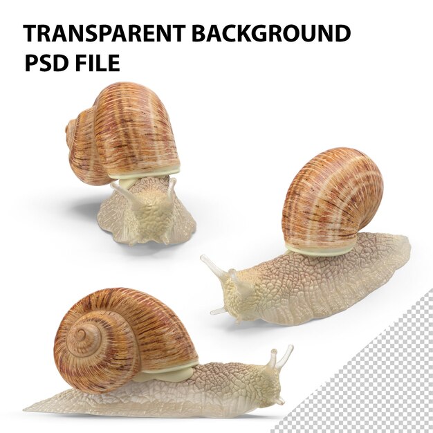 PSD snail png