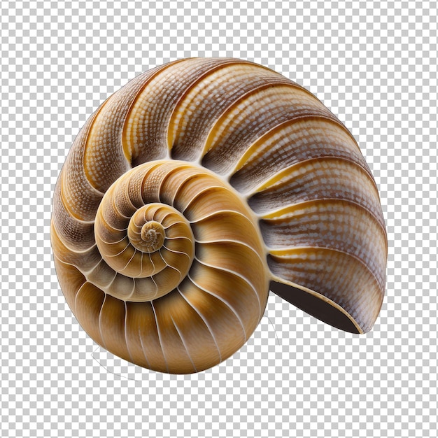 Snail shell isolated on transparent background