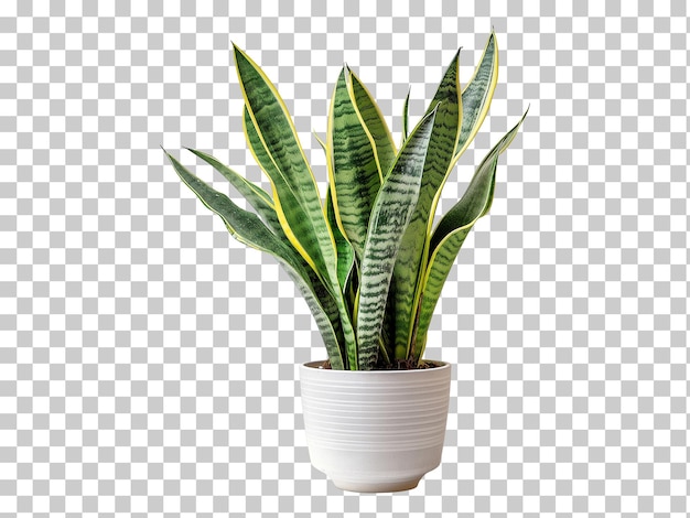 PSD snake plant isolated on transparent background png psd