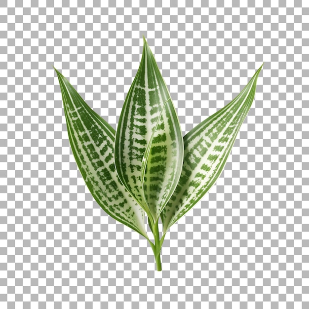 透明な背景のヘビ植物の葉