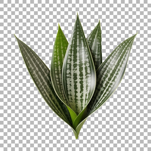 PSD snake plant leaf on transparent background