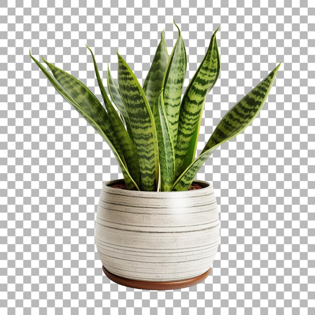 PSD snake plant in pot on transparent background