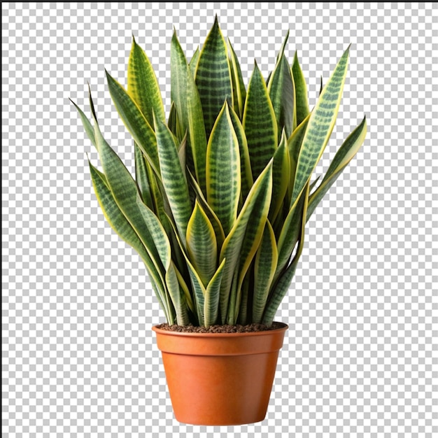 Snake plant Sansevieria trifasciata PNG isolated on transparent background