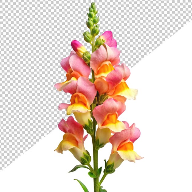 Snapdragon flower on transparent background