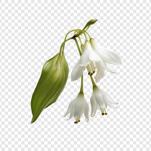 PSD snowbell flower isolated on transparent background