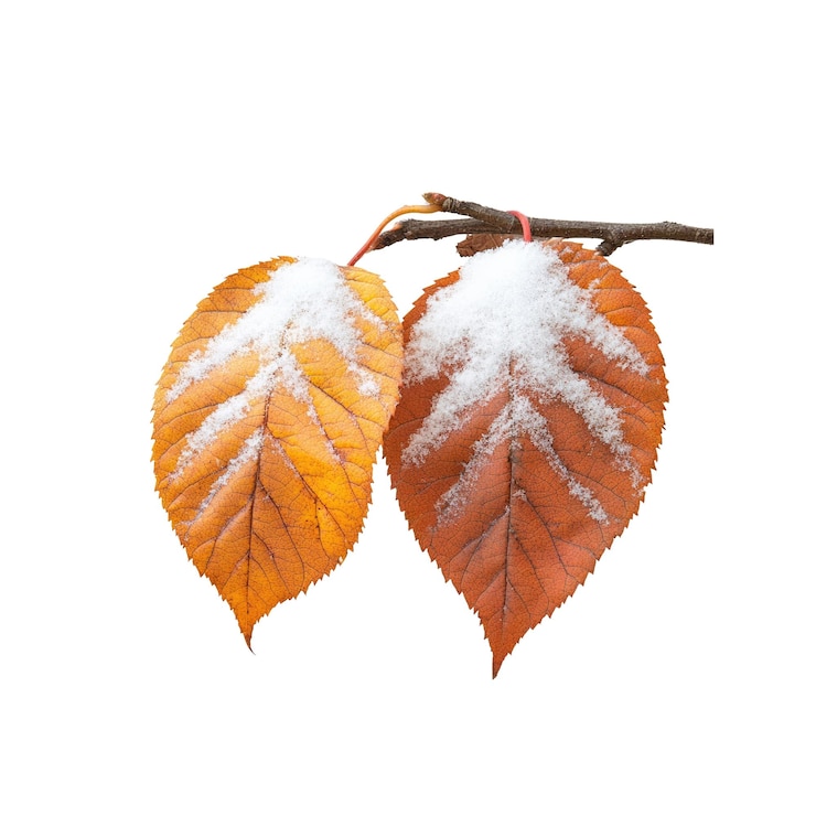 PSD 雪覆蓋的秋葉