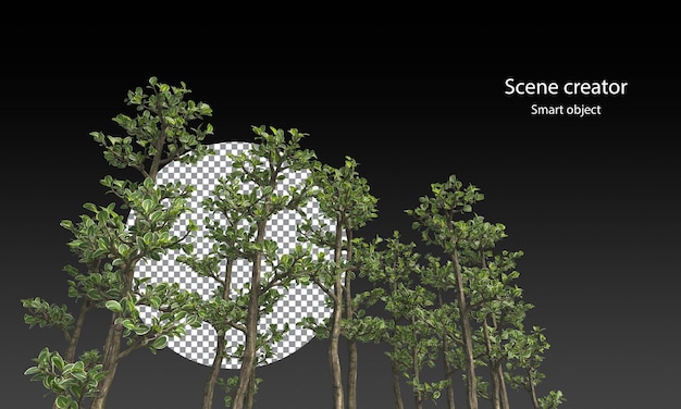 Snowrose-bomen en een verscheidenheid aan kleine planten geïsoleerd kleine planten uitknippad
