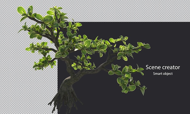 PSD snowrose 나무와 작은 식물의 다양한 격리된 작은 식물 클리핑 경로