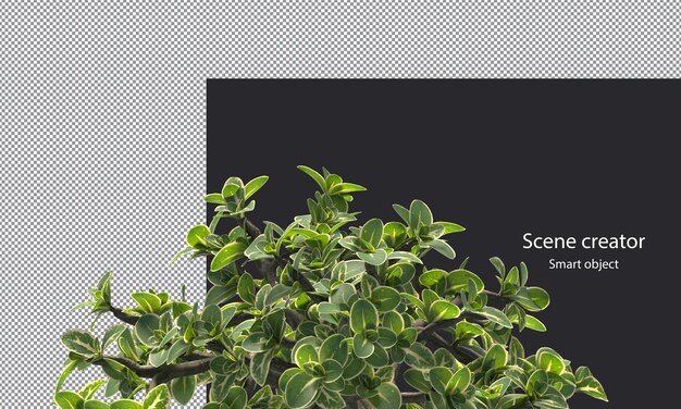 snowrose trees and branches isolated small plants clipping path