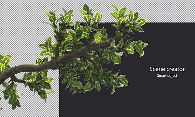 Snowrose trees and branches isolated small plants clipping path