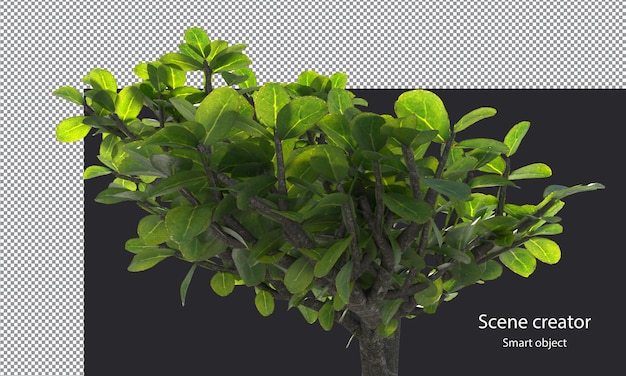 Snowrose trees and branches isolated small plants clipping path