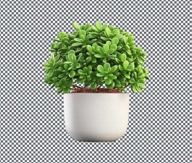 So beautiful crassula plant isolated on transparent background