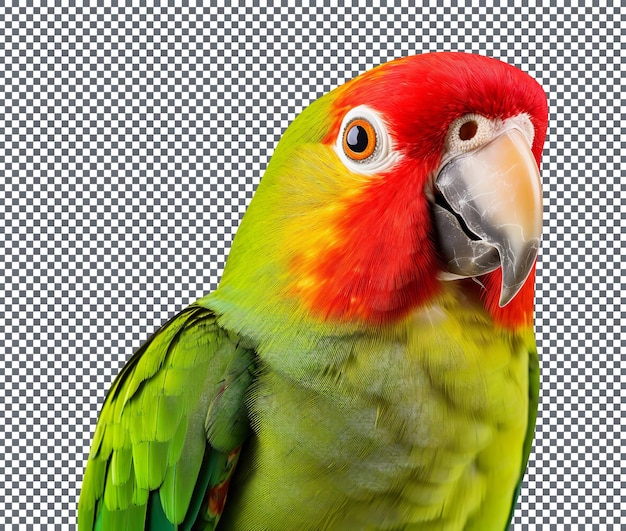 PSD un bellissimo pappagallo isolato su uno sfondo trasparente