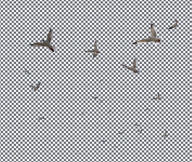 PSD so pretty birds flying in sky isolated on transparent background
