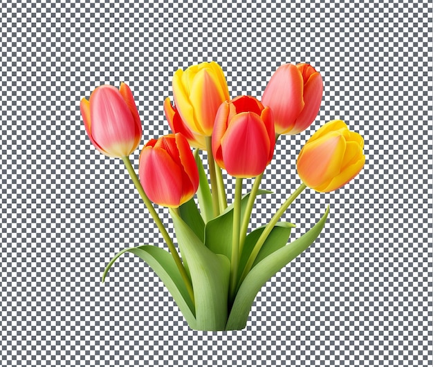 So pretty tulipanes isolated on transparent background