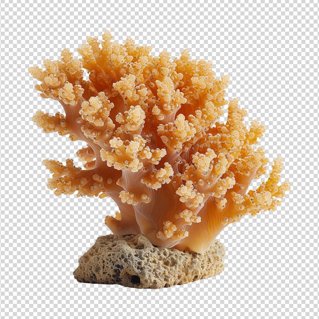 PSD corallo morbido isolato su bianco