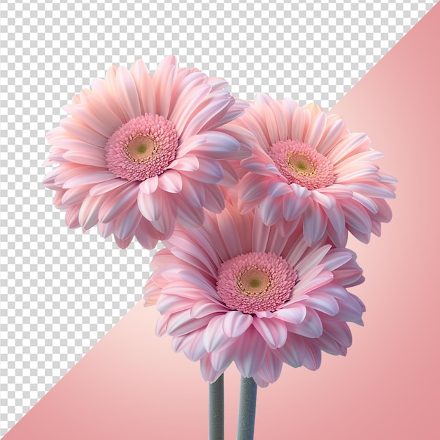 Soft pastel gerbera daisies flower png