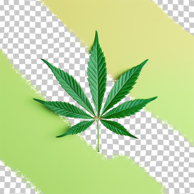 PSD solitary cannabis leaf on transparent background