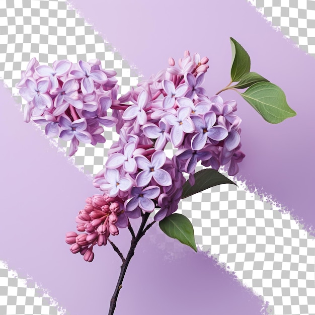 A solitary lilac branch on a transparent background