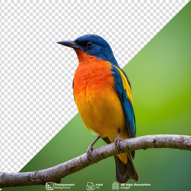 孤独な鳥が木の上に座っている