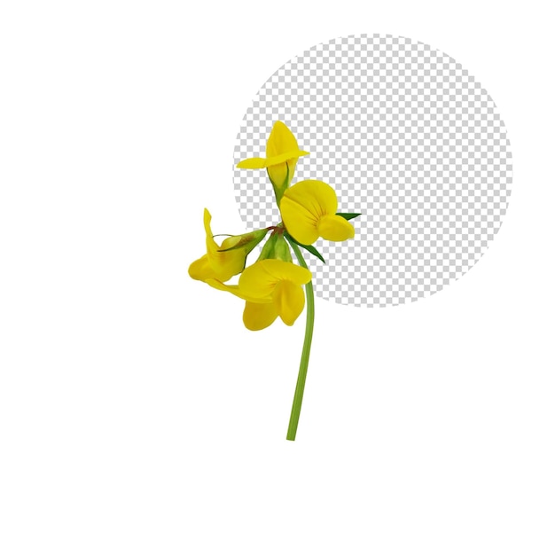 Solo yellow flower on transparent background