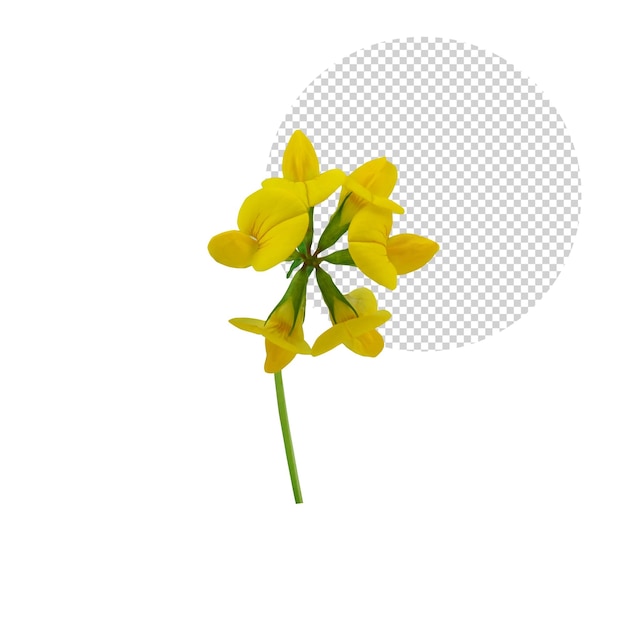 Solo żółty kwiat na przezroczystym tle