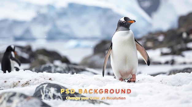 Sommige pinguïns in het noordpoolgebied lopen rond op de noordpool.