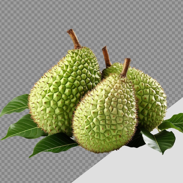 Soursop fruit png isolated on transparent background