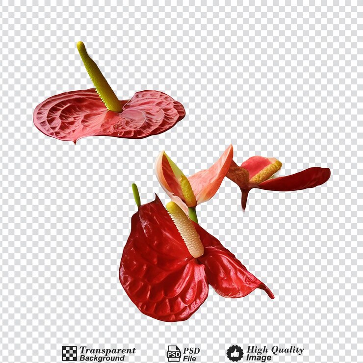 PSD 在透明的背景上孤立的 spadix 紅色 anthurium 花
