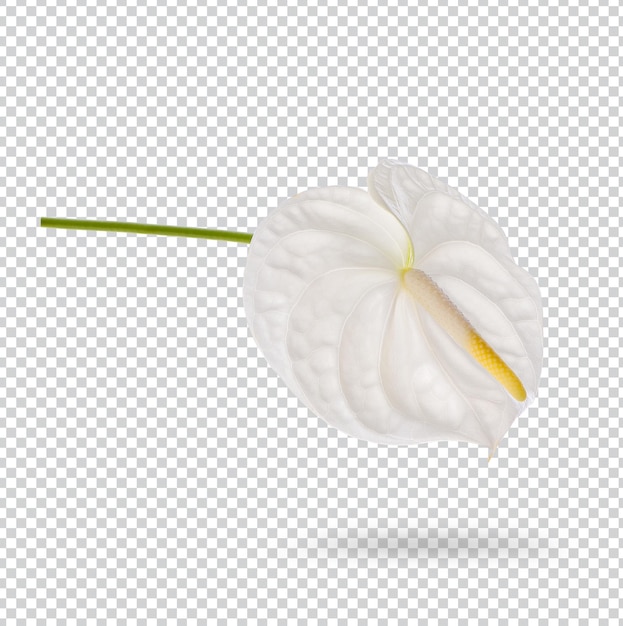 PSD spadix, white anthurium flower isolated premium psd