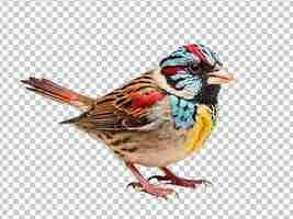 PSD sparrow bird
