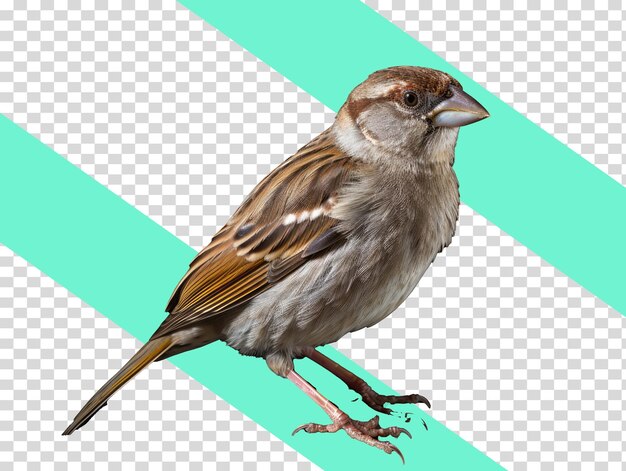 PSD sparrow illustration on transaprent background