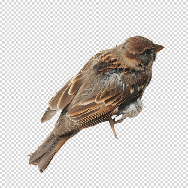 PSD sparrow isolated on transparent background