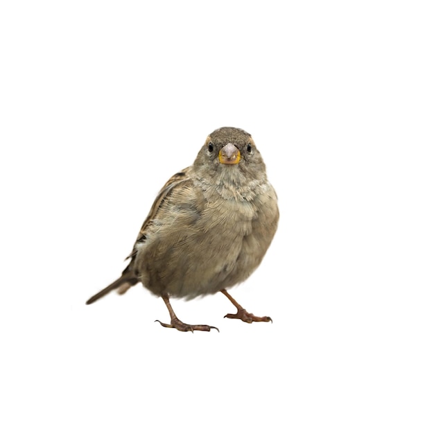 Sparrow vogel op doorzichtige achtergrond voor ontwerpers insertie