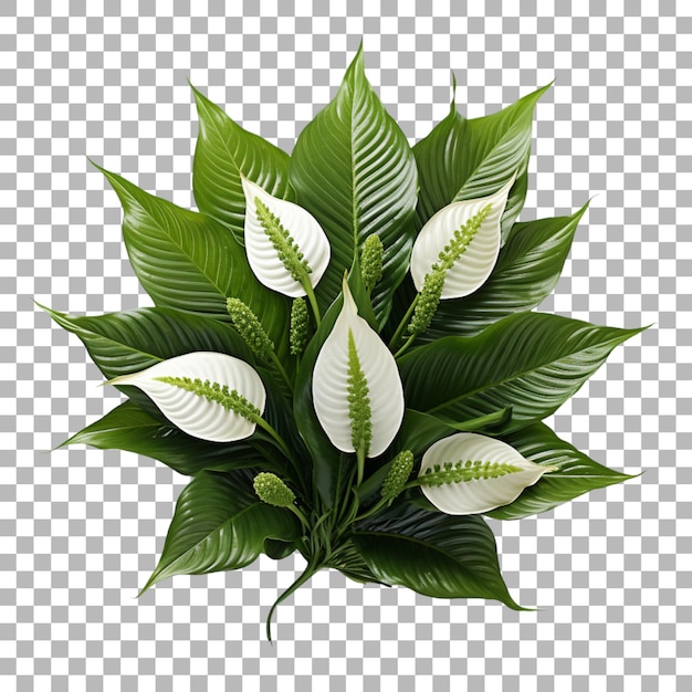 Spathiphyllum leaf peace lily on transparent background