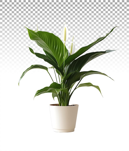 PSD fiore di spathiphyllum wallisii su una tela trasparente