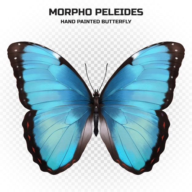 PSD specimen of realistic colorful butterfly with science name in high quality for decoration