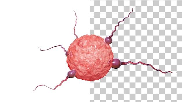 PSD sperma e ovulo isolati su uno sfondo bianco gli spermatozoi si spostano sul rendering 3d dell'uovo