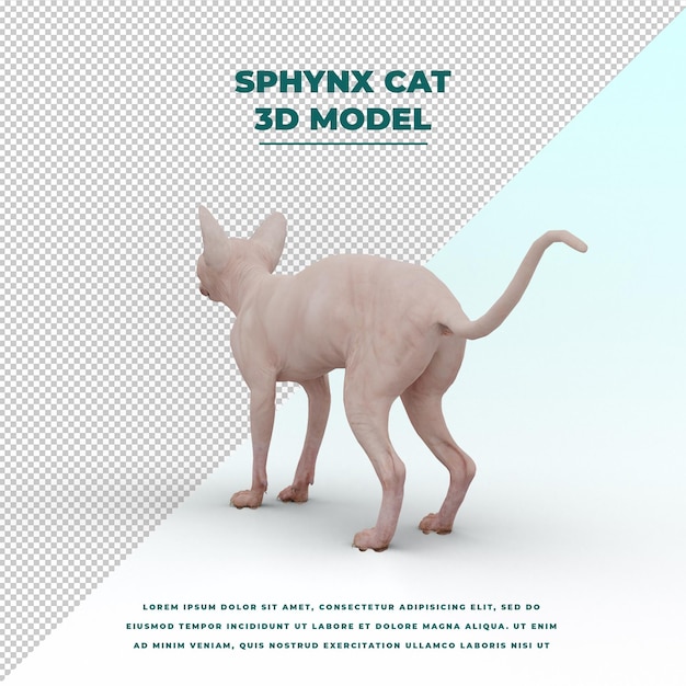 Sphynx cat