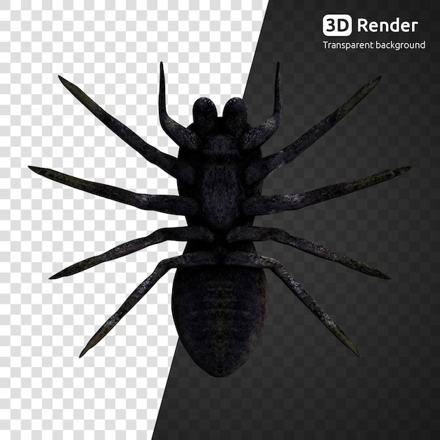 PSD spider 3d render isolated