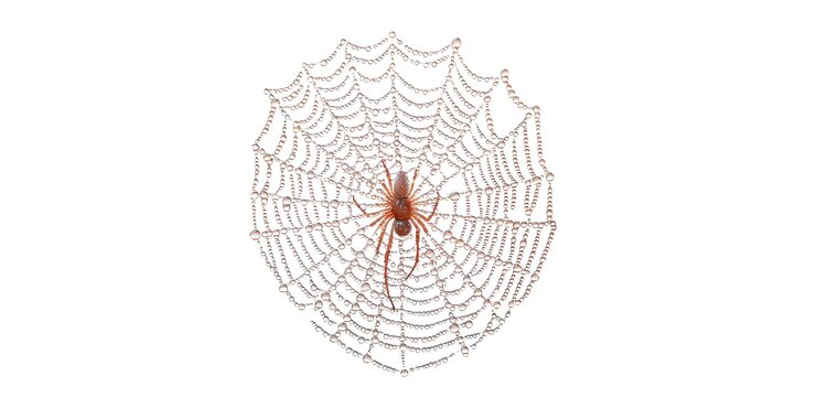 PSD spider on dewcovered web isolated on transparent background