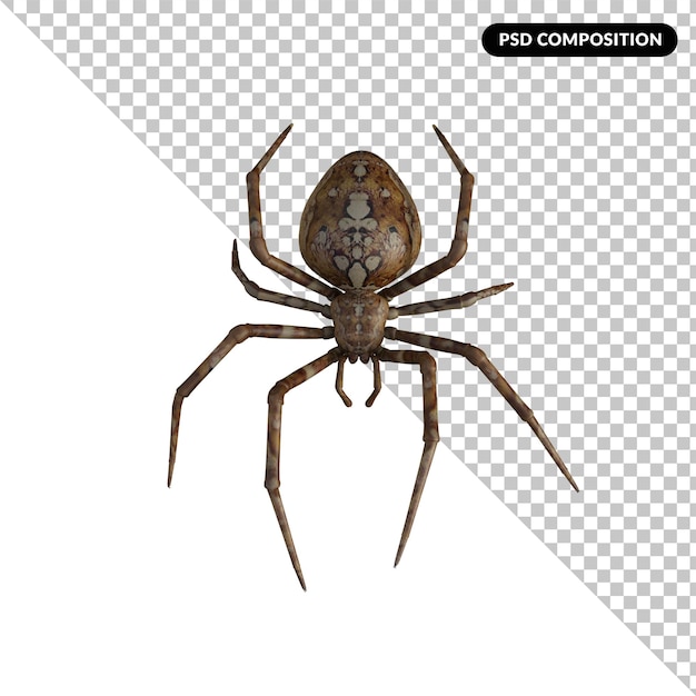 Spider isolated 3d rendering