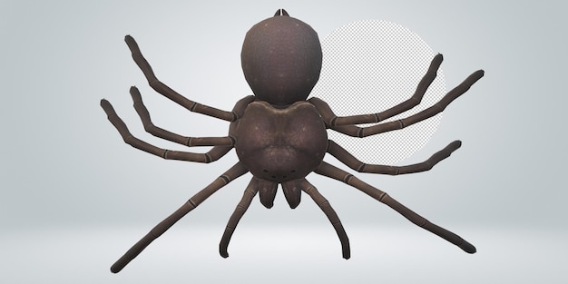 PSD spider isolated on a transparent background