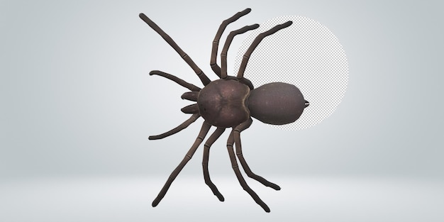 Spider isolated on a Transparent Background