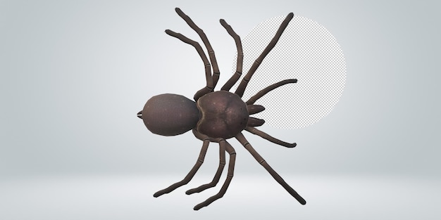 PSD spider isolated on a transparent background