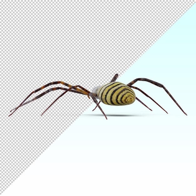 PSD spider isolated