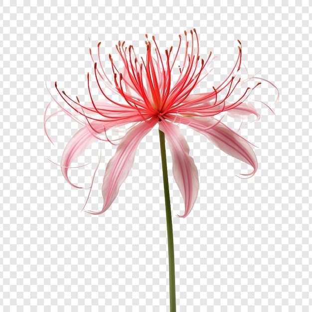 透明背景上的蜘蛛百合花 png