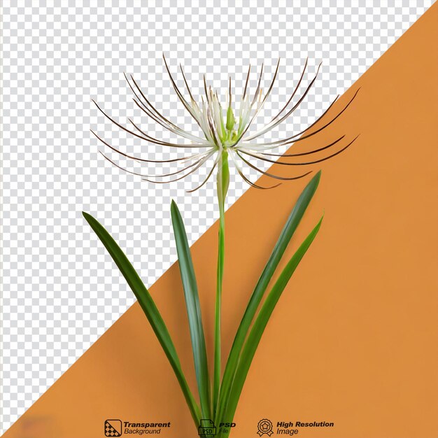 Spider plant chlorophytum comosum flower isolated on transparent background