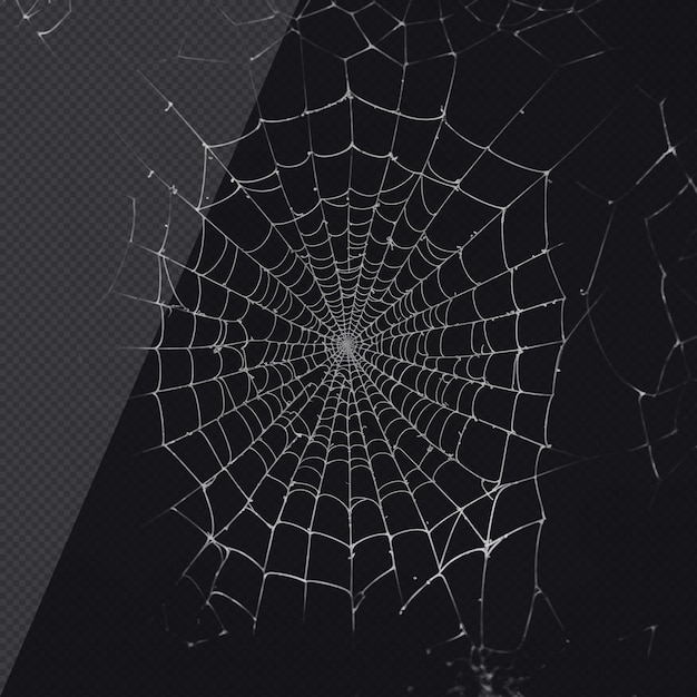 Spiderweb photorealistic