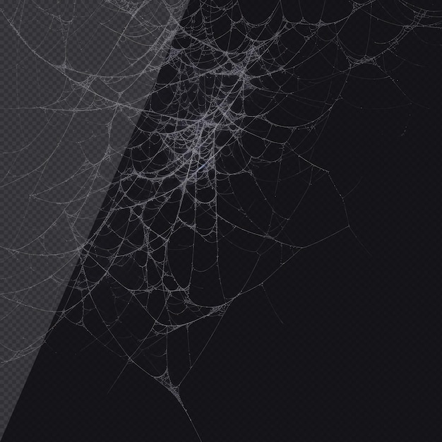 PSD spiderweb photorealistic